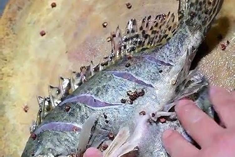 自制鱼蛋白有氨气怎么办呢