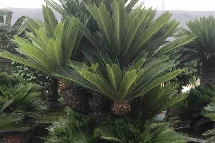 水溶肥浇地的方法