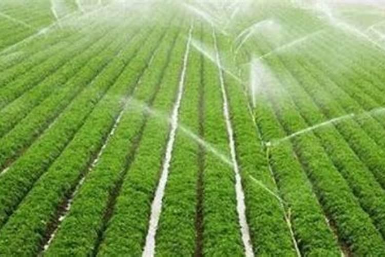 柑橘采收前如何浇水施肥 水肥管理措施是什么