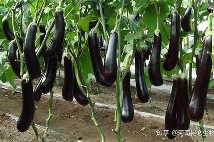 桔子皮能放花盆里做肥料吗