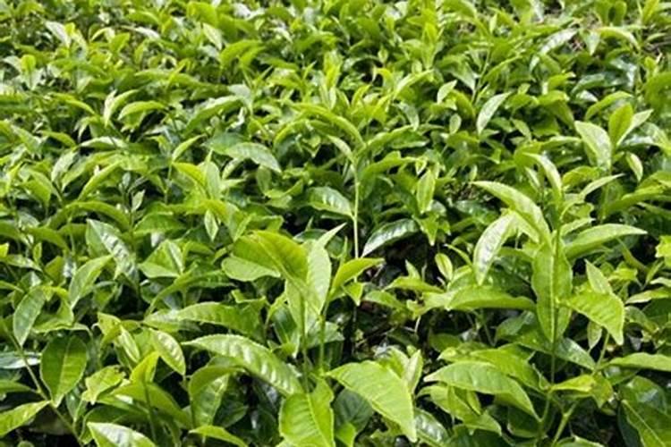 茶树催芽壮芽用什么药最快