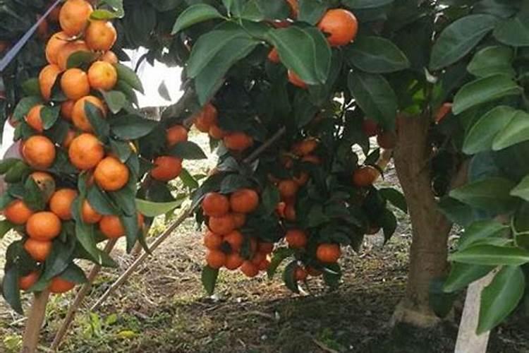 我的盆栽砂糖橘,刚买回来一个月左右,买的时候开着花,现在部分叶子已经干 ...