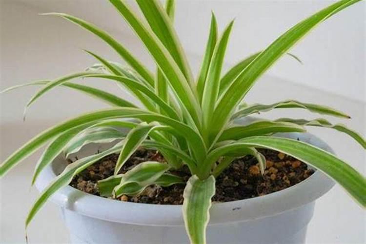 抽过蒜苔可以冲化肥吗？