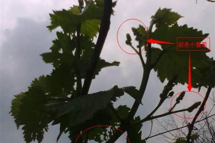 如何种植西红柿