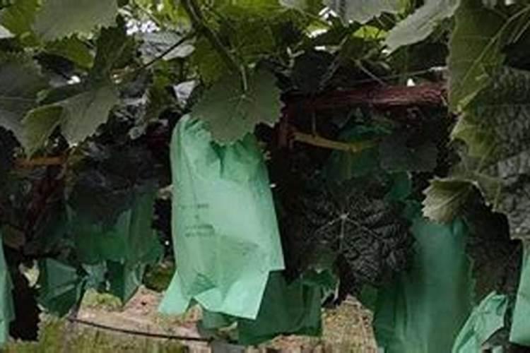 缩节胺对果实膨大有影响吗？