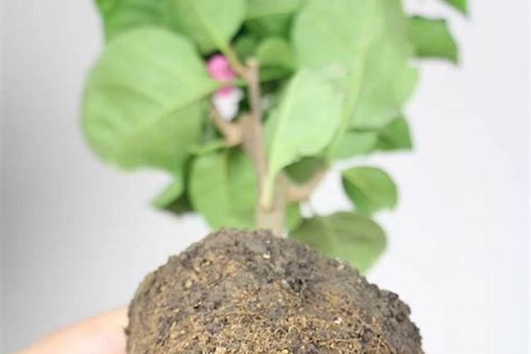 玉米地轮作的最佳作物选择