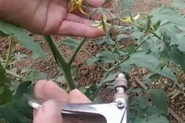 西红柿开花期如何施肥