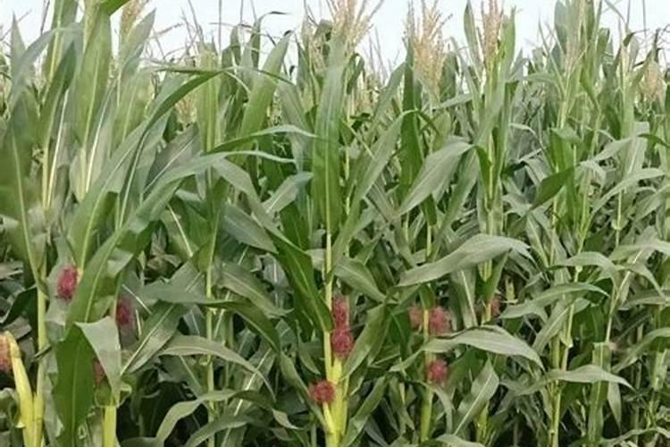 大姜在高温天气期间,是干环境更利于生长还是湿环境更有利？