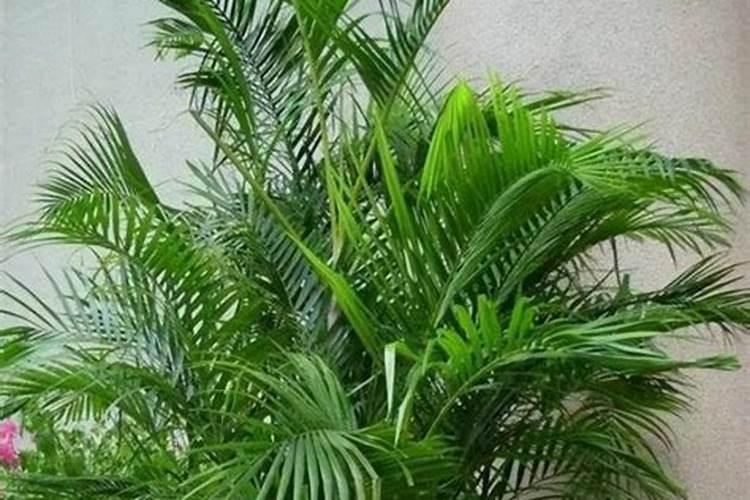 散尾葵浇什么水好