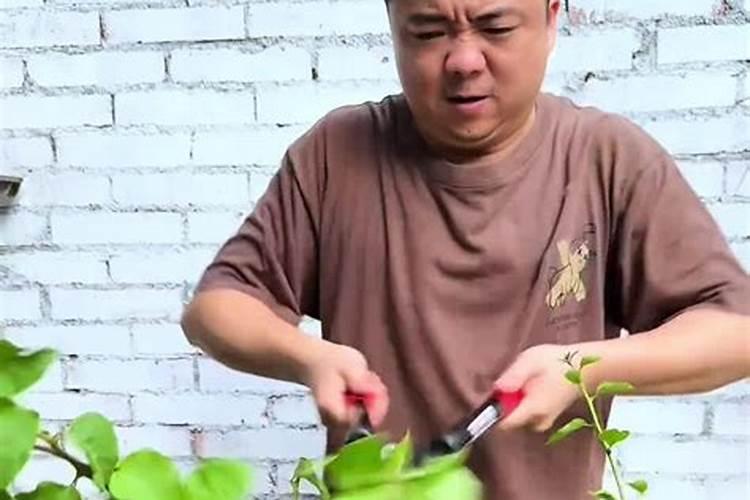 种魔芋用什么肥料