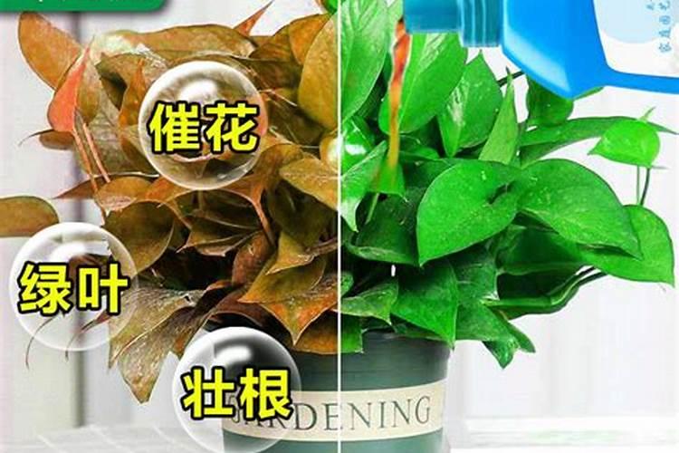 秋茬番茄定植后,怎么做可以防病促产结果多？