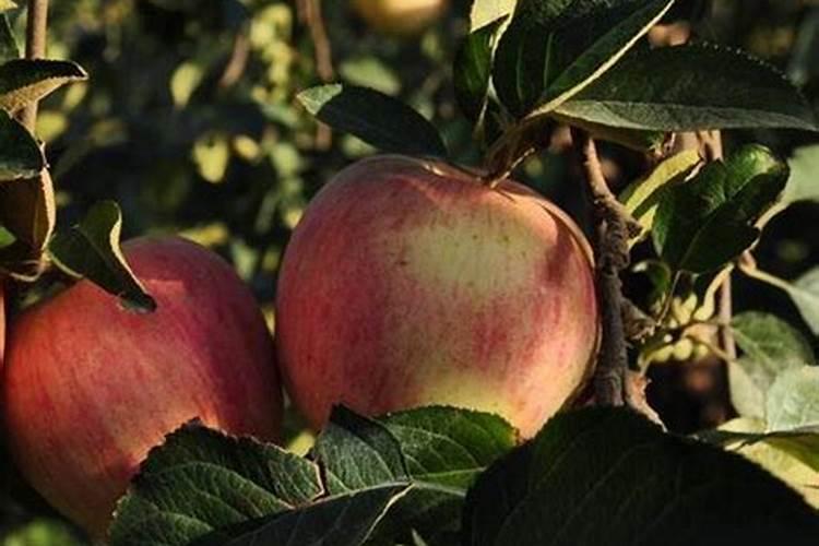 果树冲施肥的使用方法,使用果树冲施肥要注意什么？