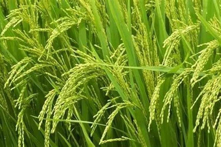 芸苔素和赤霉素在枣树能同时使用吗