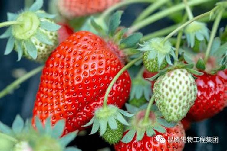 草莓叶子边缘干枯卷起怎么办