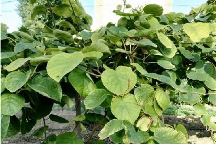 果树开花前施什么肥料