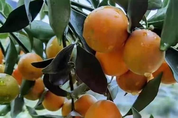 花生追肥用复合肥还是尿素 用什么肥料最好