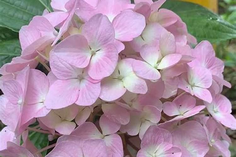 绣球花养花技巧 绣球烂根最好的处理方法