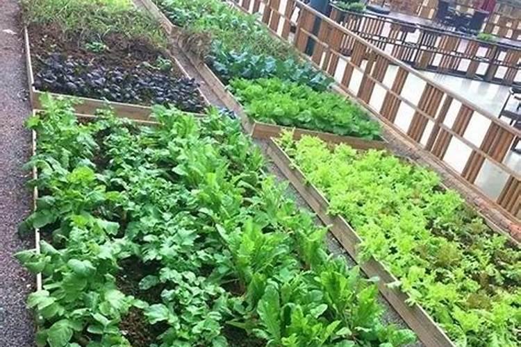 自家小菜园用什么肥料好