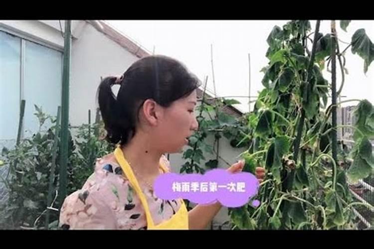 蔬菜浇什么肥料最好