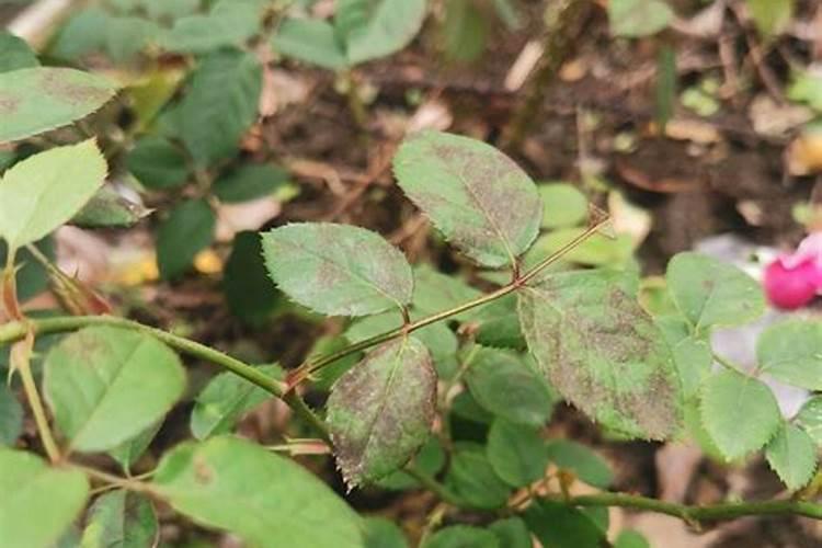 小麦追肥最佳配方