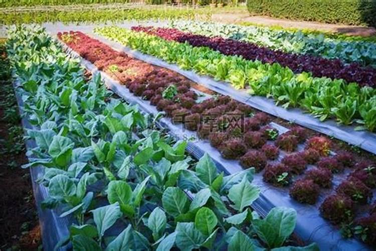蔬菜浇什么肥料最好