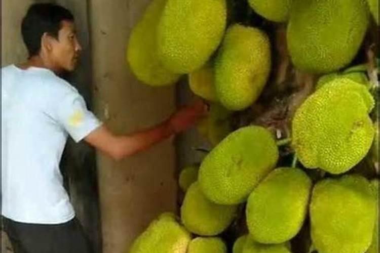 种菠萝施什么肥