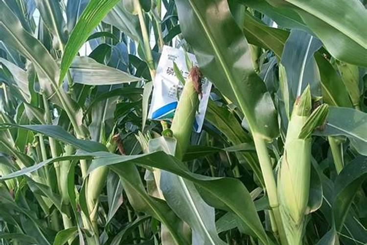 西葫芦叶子发黄怎么办