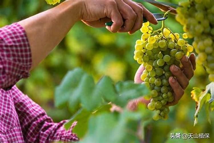 避雨栽培条件下如何栽培夏黑葡萄？