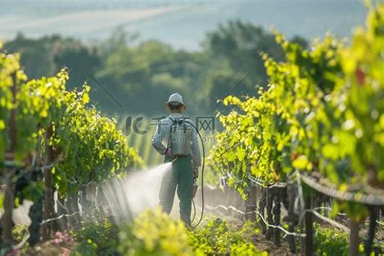 葡萄刚熟就烂果 什么问题ne