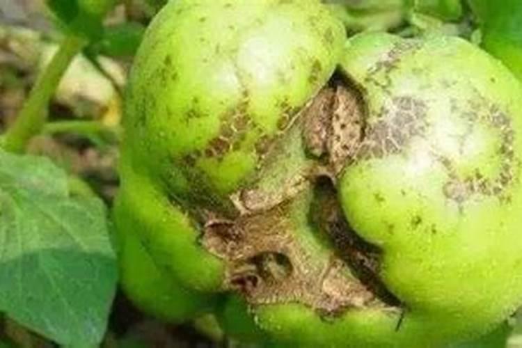 花生钙肥,硼肥,钼肥可以混合叶面喷施吗？