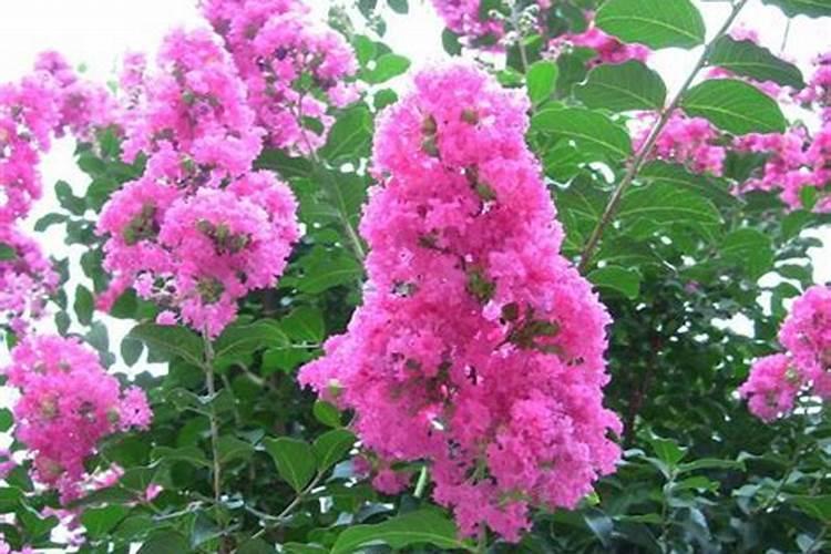 紫薇根系发达吗