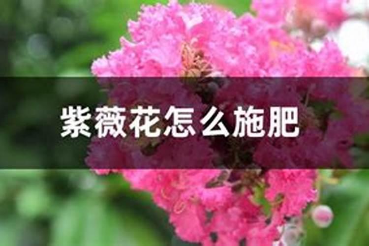 如何防治紫薇病