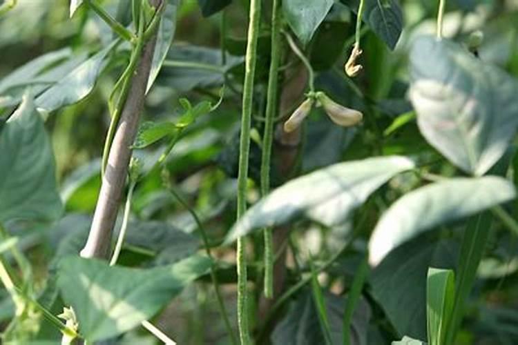 芸豆开花后冲什么肥料