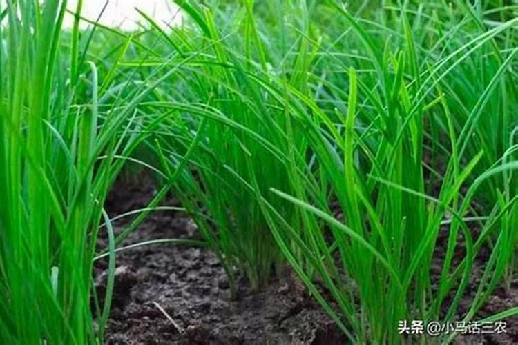 立秋后韭菜施什么肥