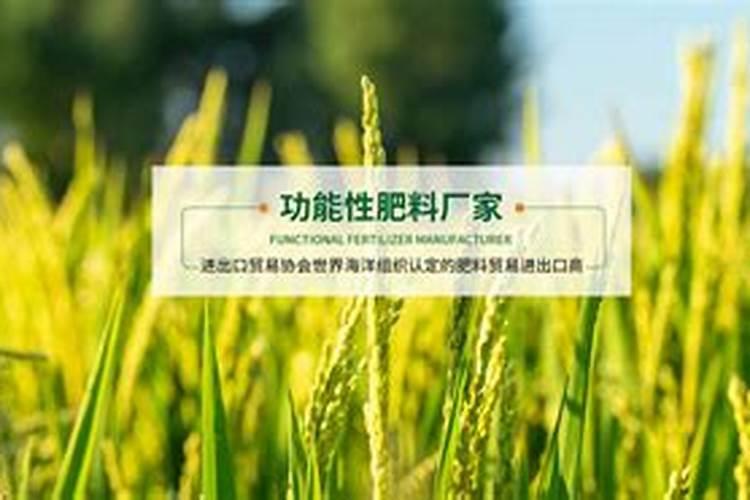 西红柿移栽缓苗需要几天