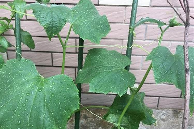 哪些植物可用氮肥