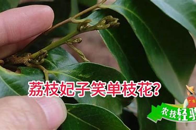 芸苔素使用技巧