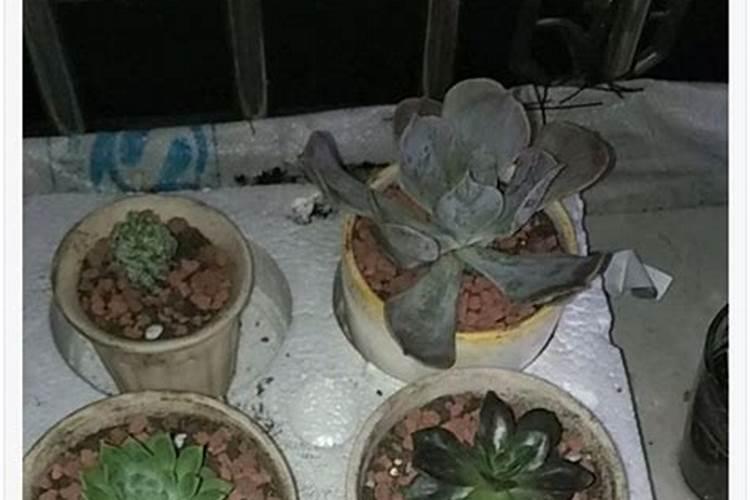 葫芦可以盆栽吗