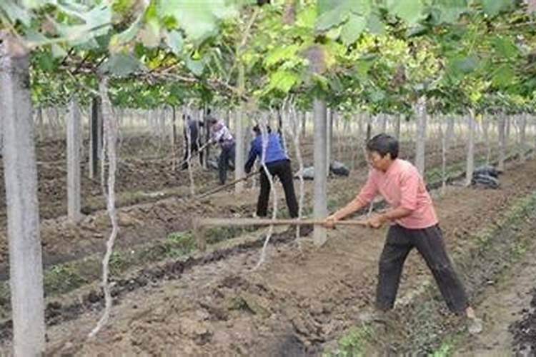 无花果栽种方法和注意事项