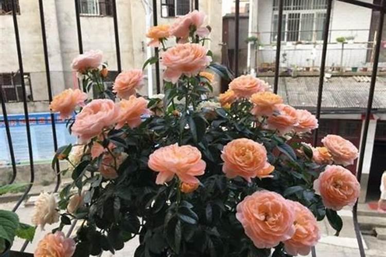 怎么自制月季花肥