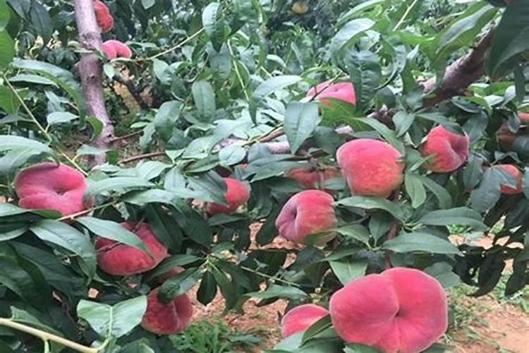 桃树春季施什么肥料最好