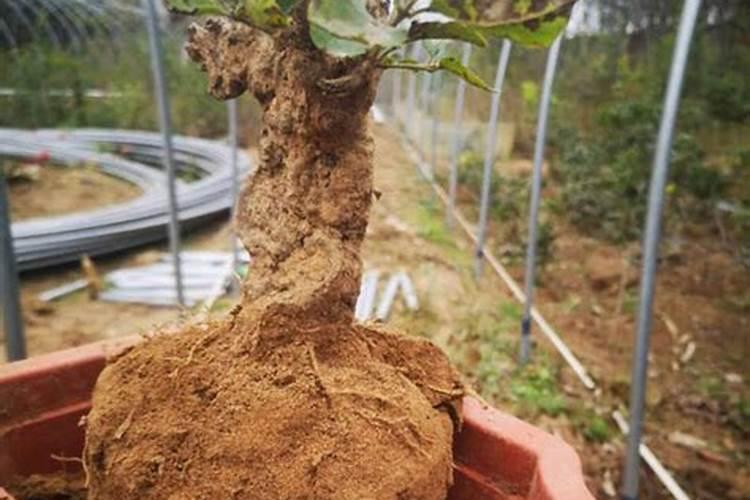 怎么判断马缨花下山桩生没有生根