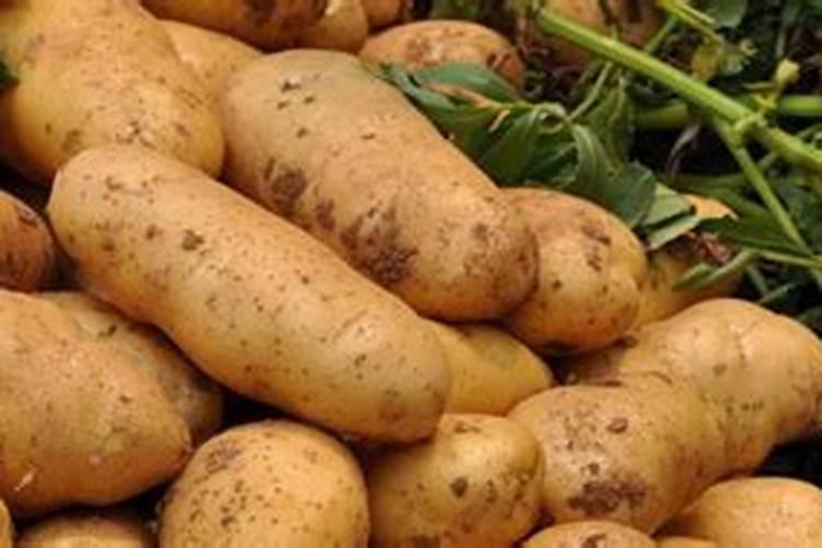 豇豆追肥用什么肥料好