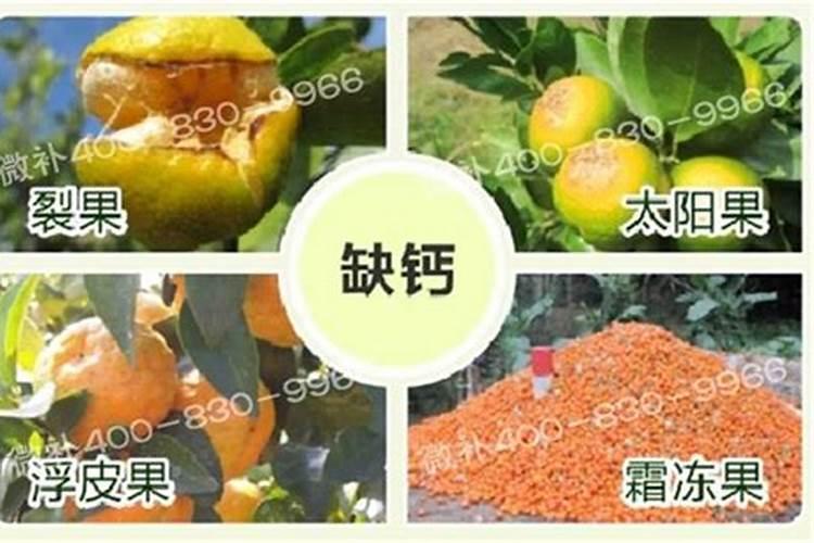 怎样防治柑橘缺硼症？