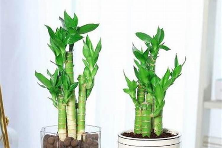 富贵竹施肥方法,用什么肥好