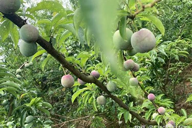 李子树用什么肥料最好,李子树苗施什么肥料比较好