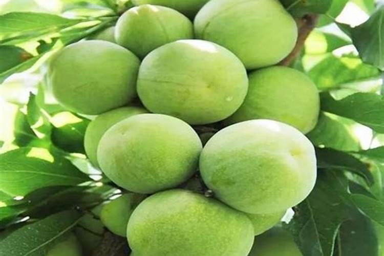 蜂糖李子苗从什么时候上肥是最好的呢？