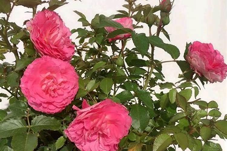 月季长花苞后怎么施肥