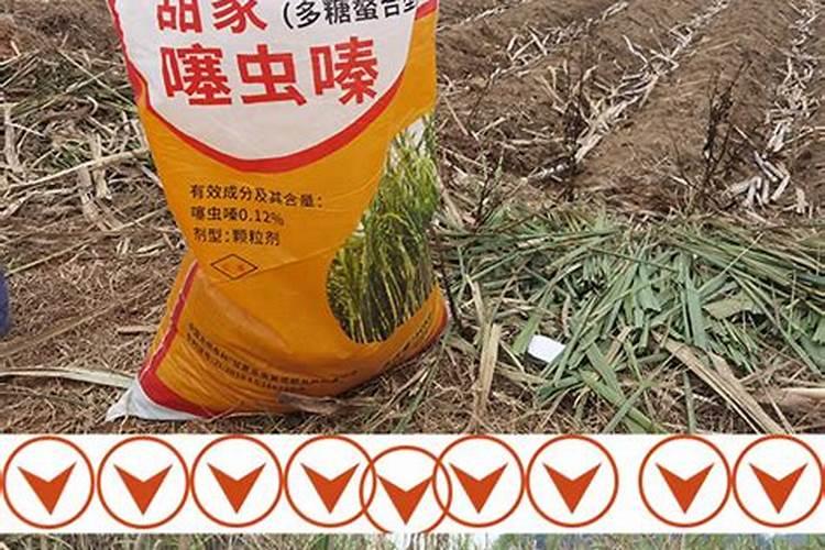 甘蔗打什么药好