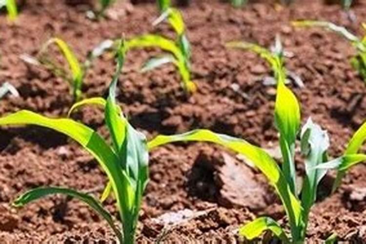 刚移栽的草莓可以天天浇水吗